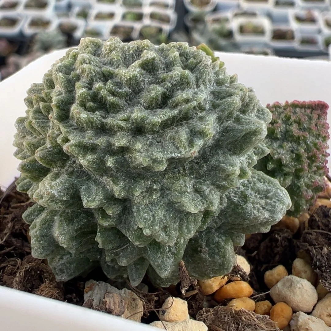 实生新品大苗多肉植物