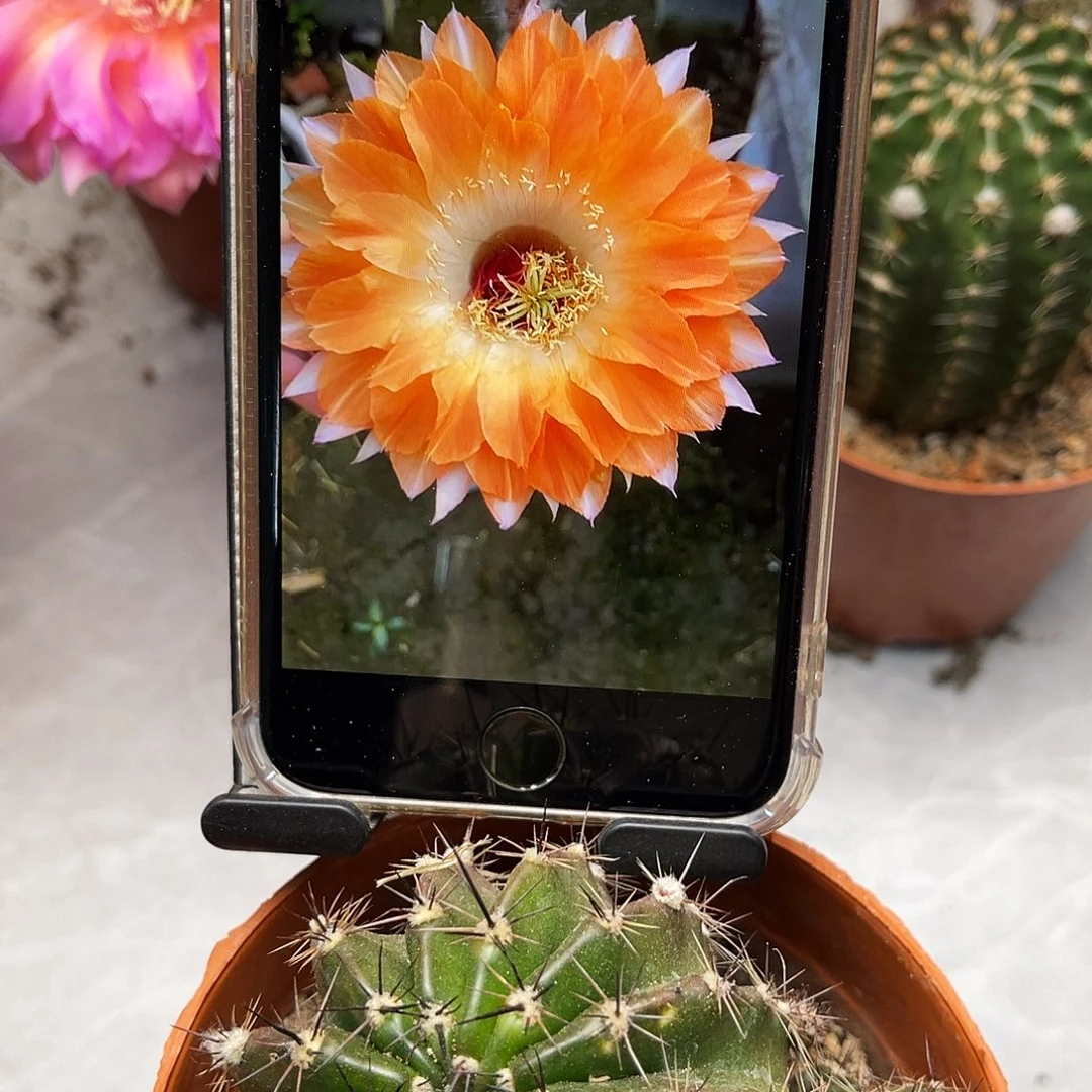 彩草72号6公分左右