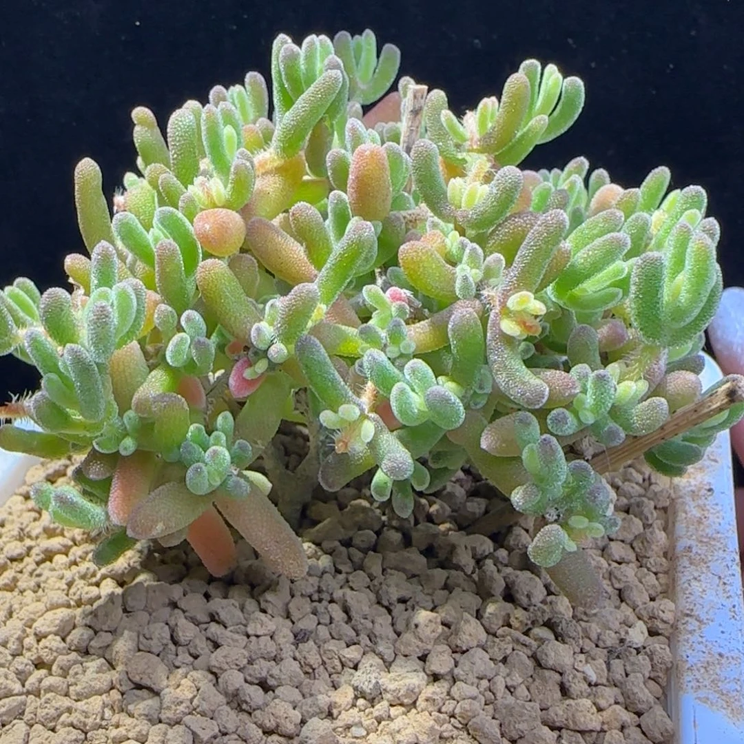 dy1418钻石锦飘杆