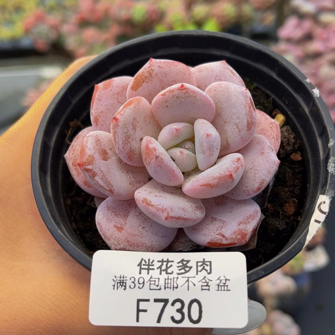 730-冰糕多肉5cm多肉