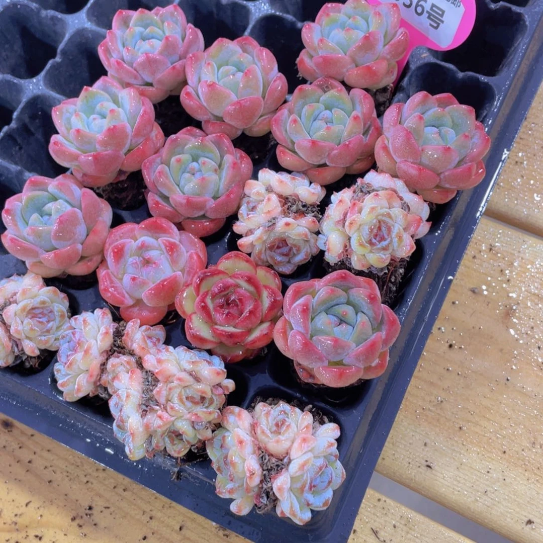 1056号 小可爱美肉17颗