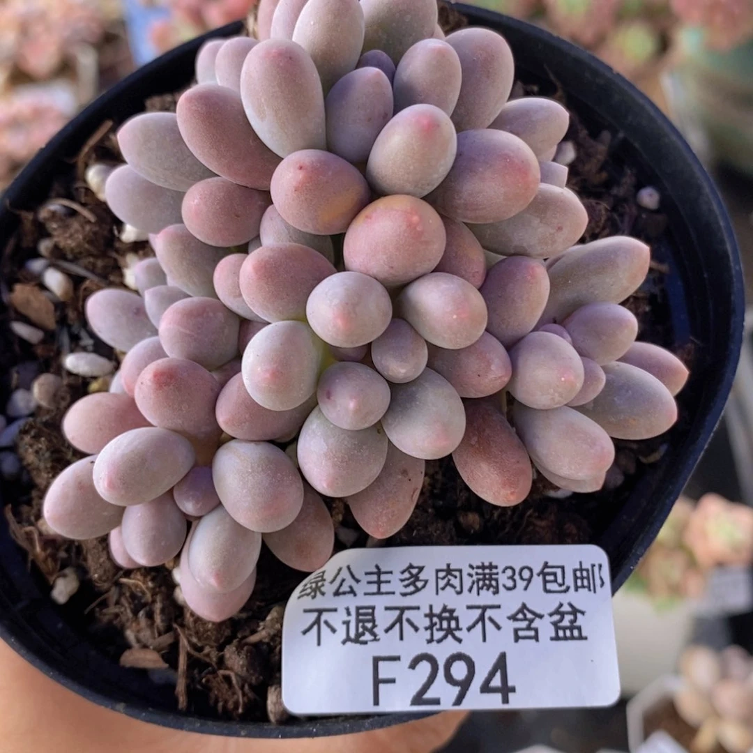 汤圆7cm294多肉植物