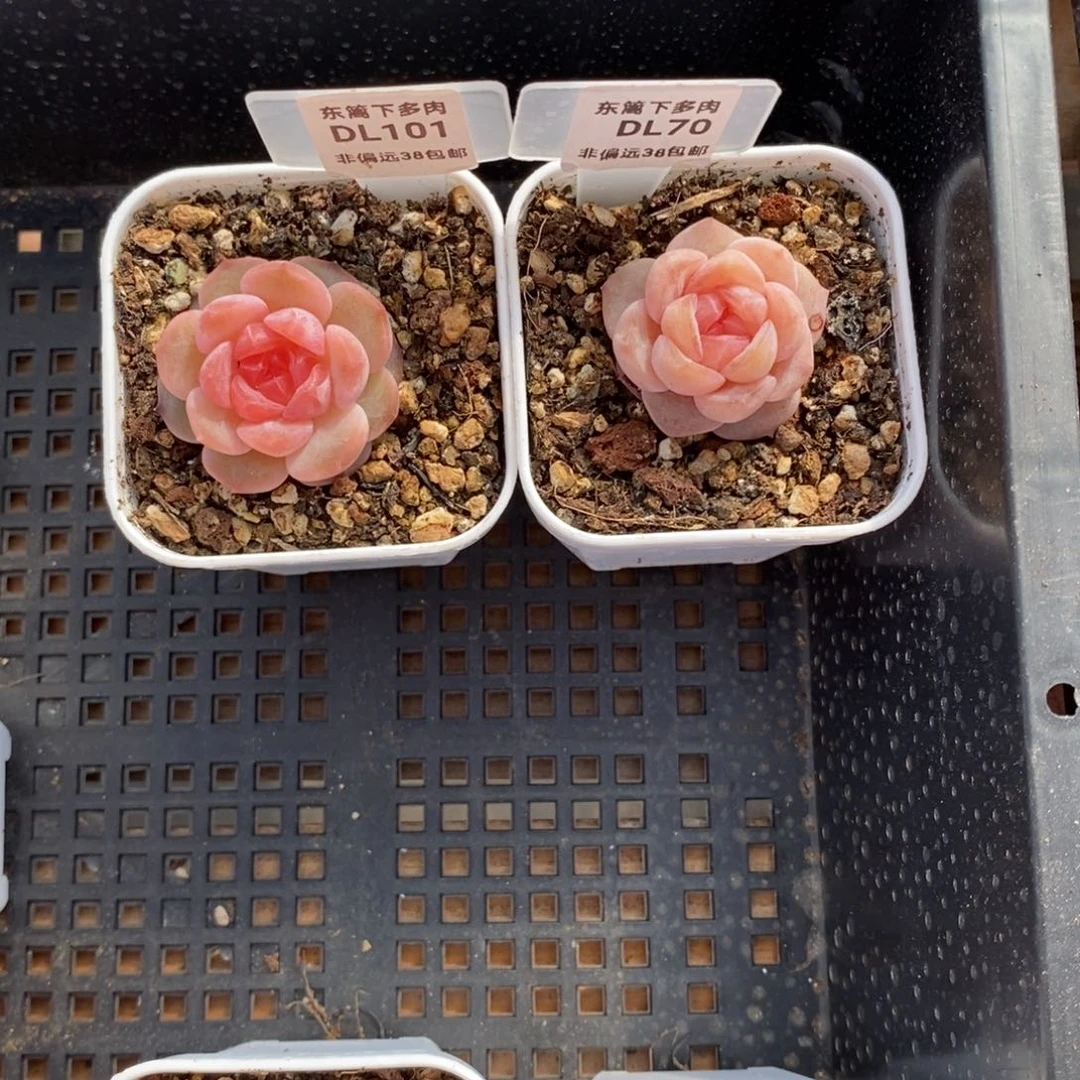 西*安101➕70东篱下多肉植物两