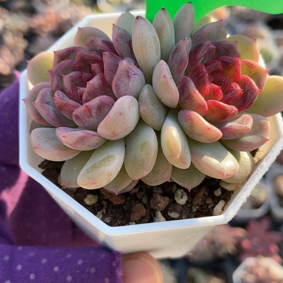 101糖果珍妮多肉植物