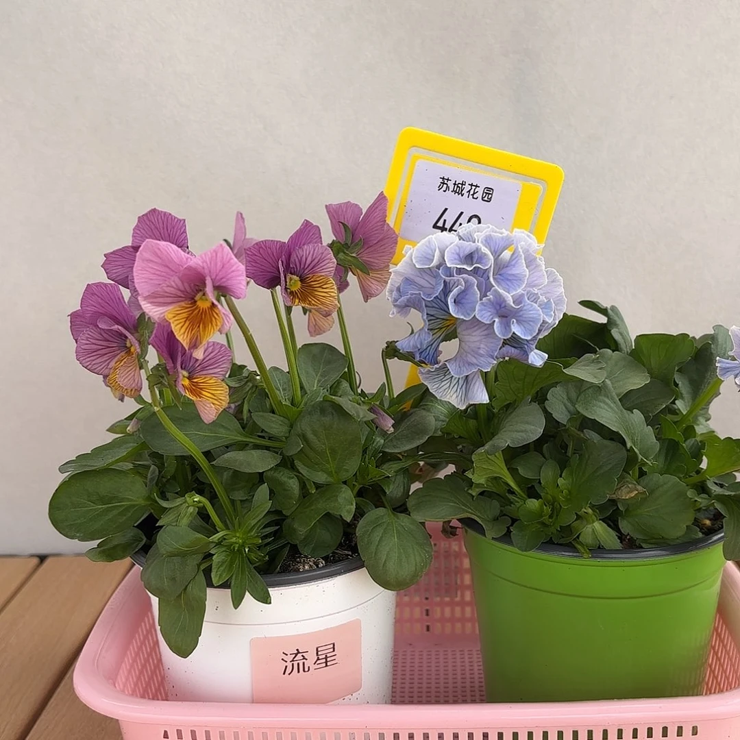 大部分开放少量花苞449