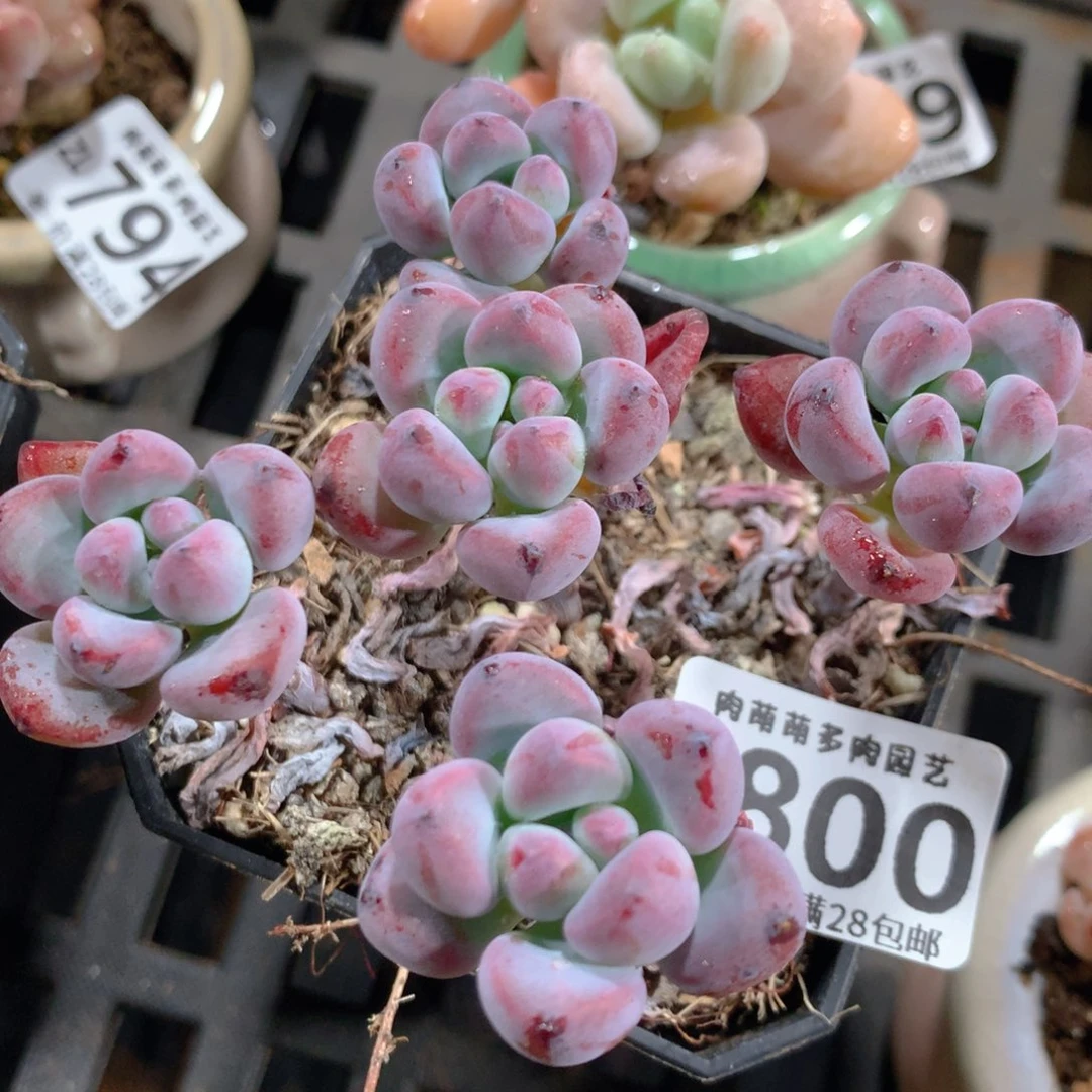 5CM拇指盆精控多肉ZL800