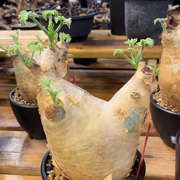 汤圆植物安哥拉葡萄翁D09