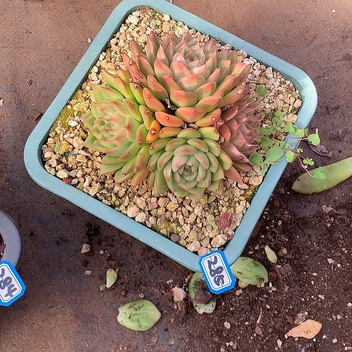 285杂 一物一拍多肉