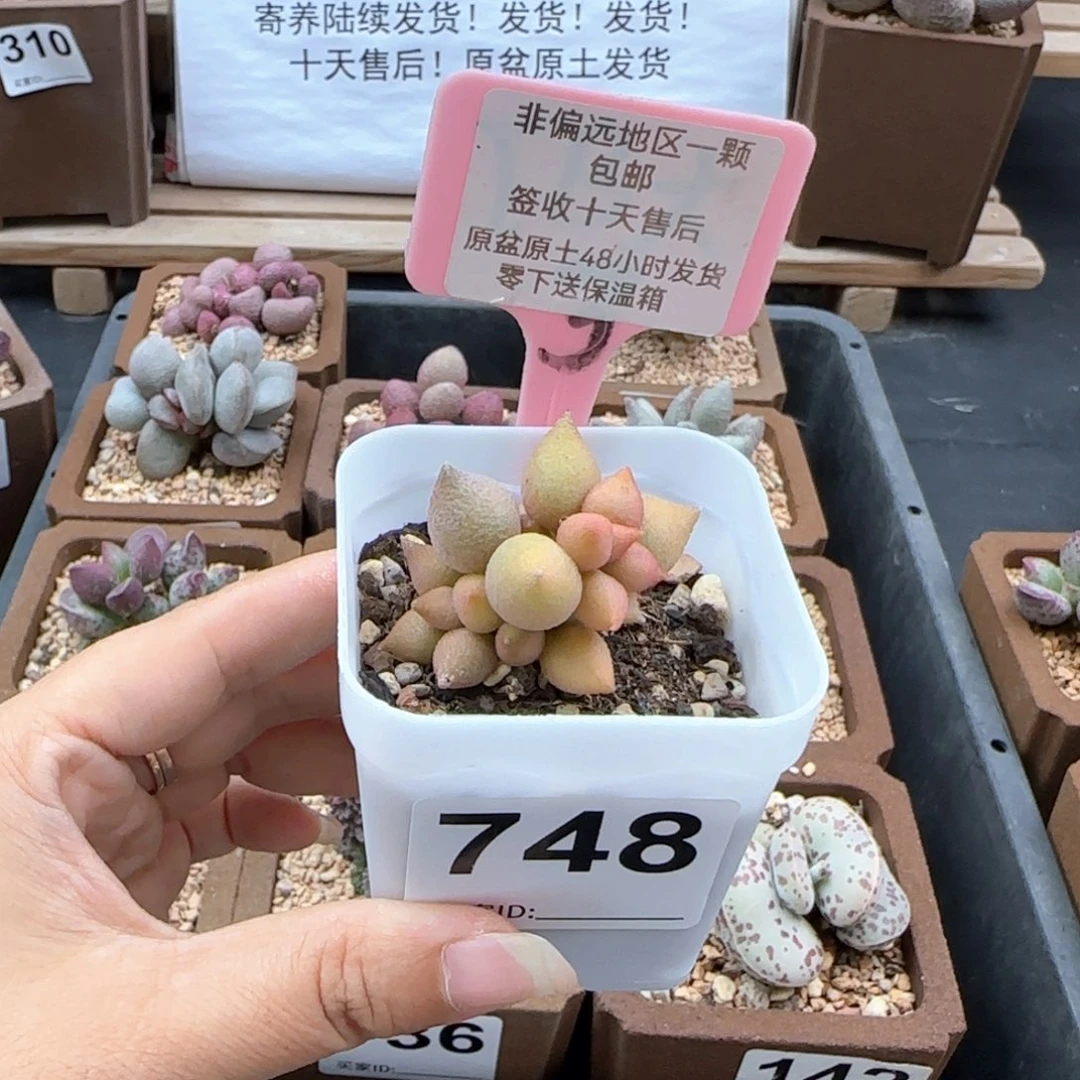 748小辣椒多肉植物