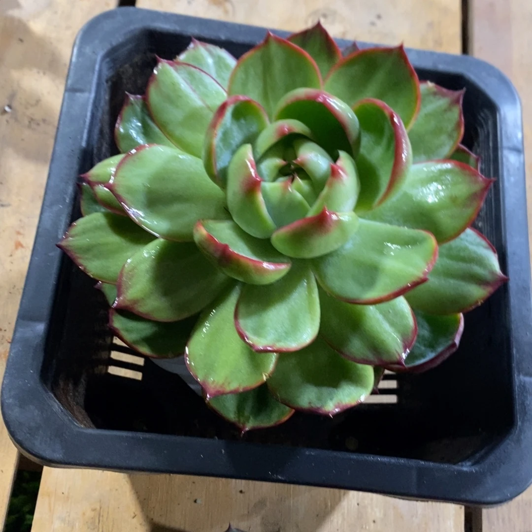 帝***王惊鸿仙子一物一拍