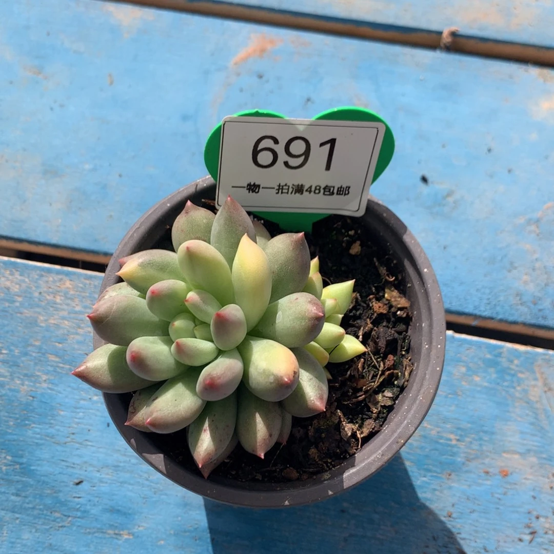 青***。岩字单头一物一拍691