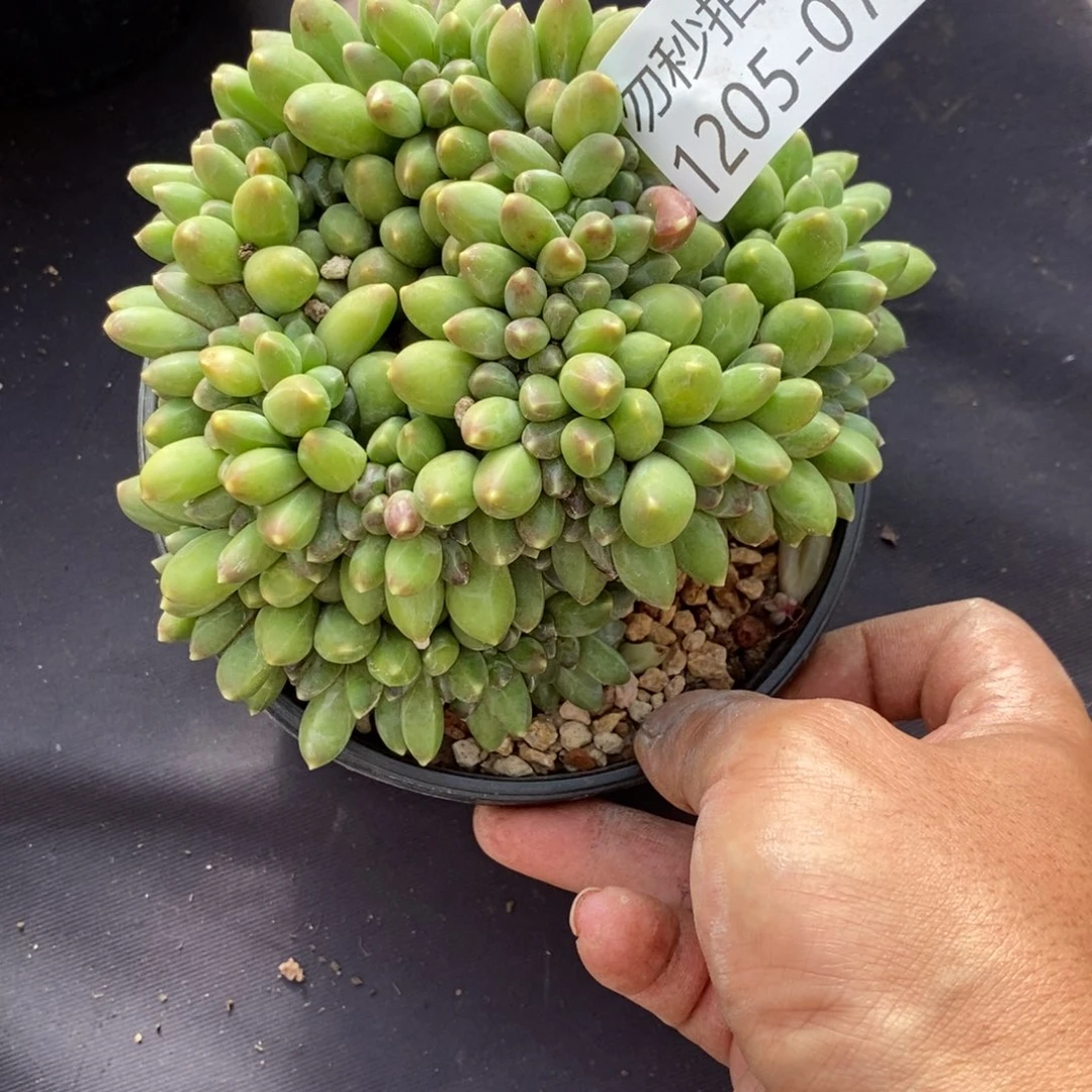 勿秒拍秒退1205-70千代田