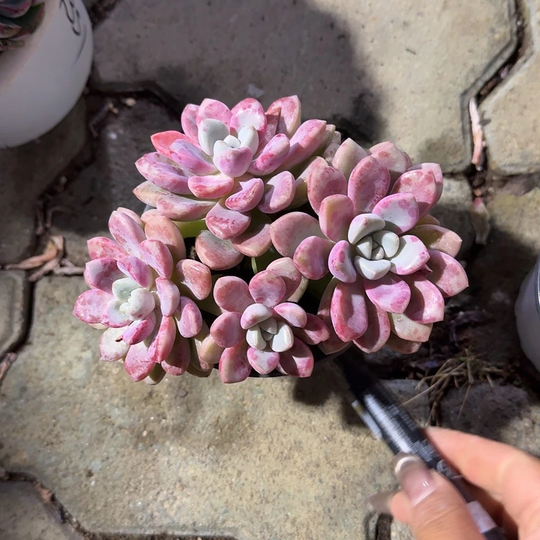花斑鹿老庄多肉植物精品