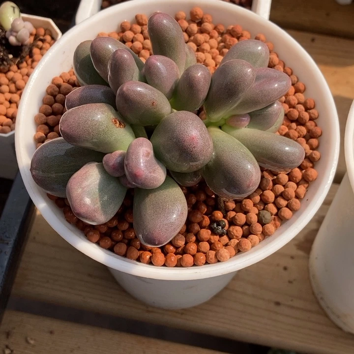 ~***~米可奶酪锦多肉植物