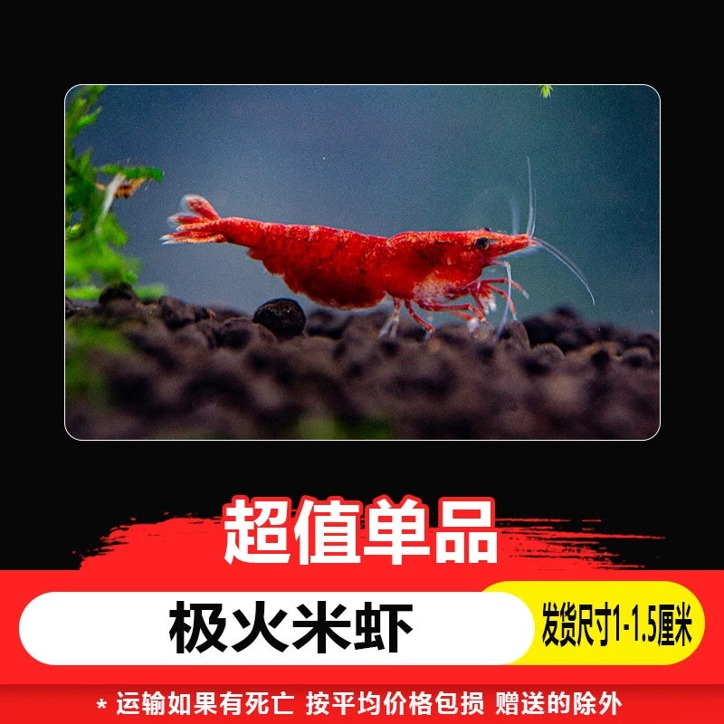 观赏虾米虾极火蓝宝石香吉士橙琉璃樱花淡水鱼缸除藻清洁虾活体虾