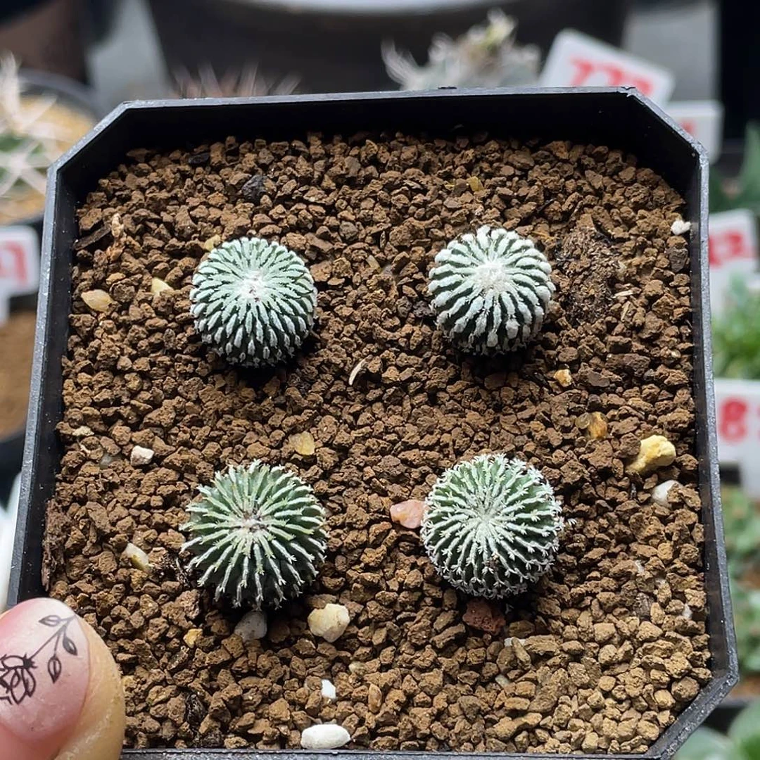 实生四颗刺缀精巧殿仙人球