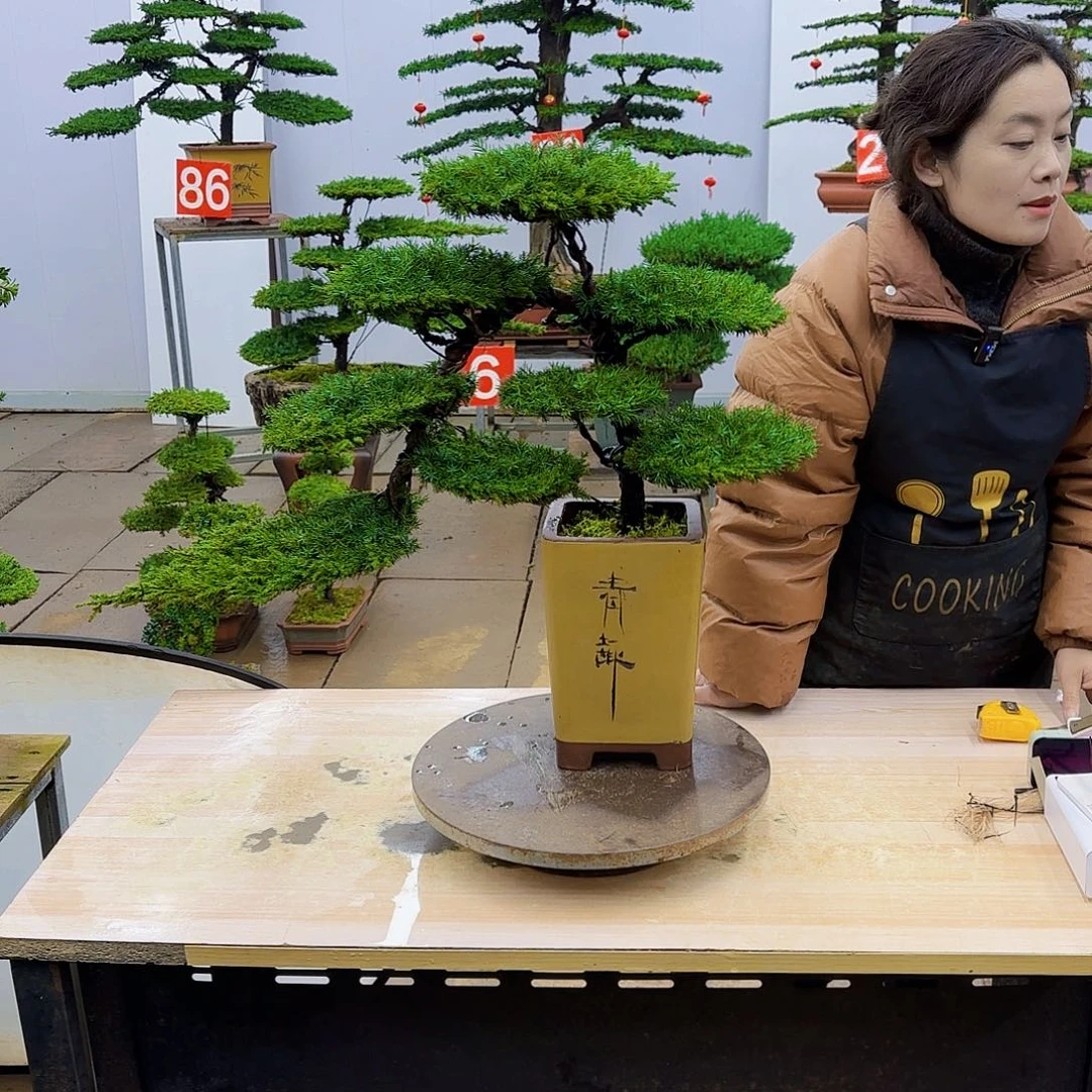 盆景直播间一物一拍锦**山