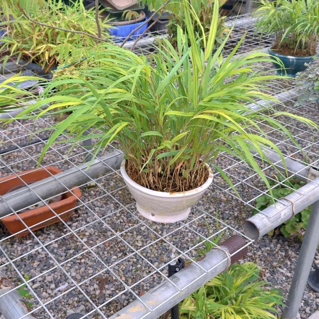 无花朵平*风纸草顺丰到付不包邮。