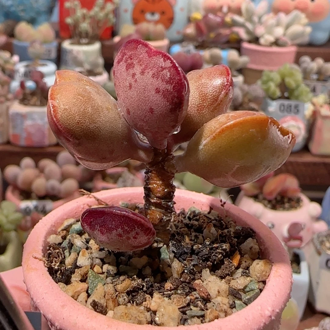 T爱心水泡带侧芽盆口3.5cm