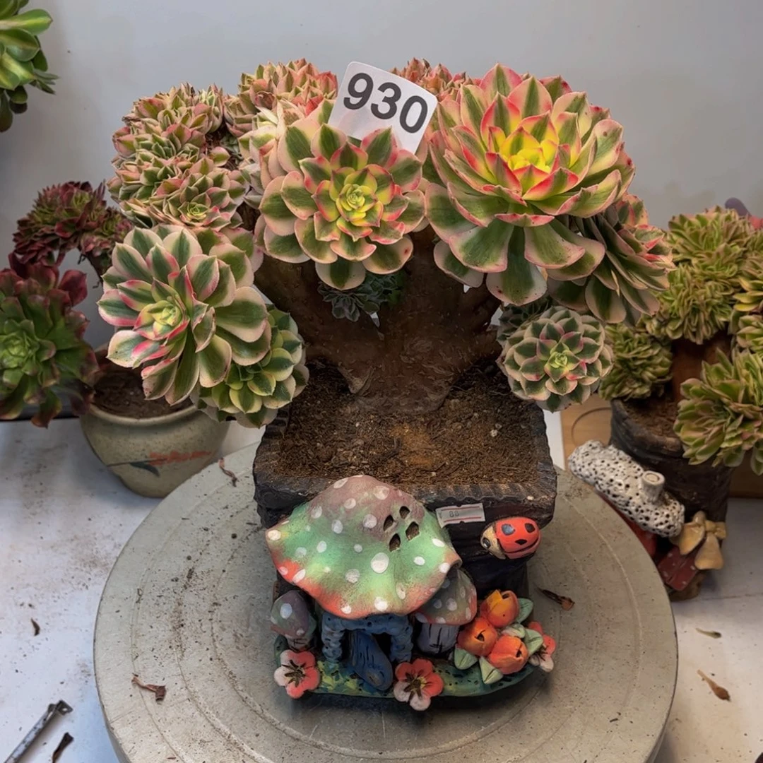 多肉植物倾城缀根部干巴930