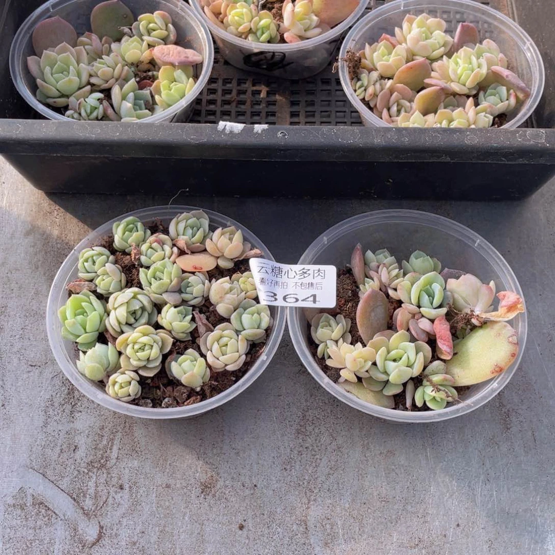 云糖心多肉植物365