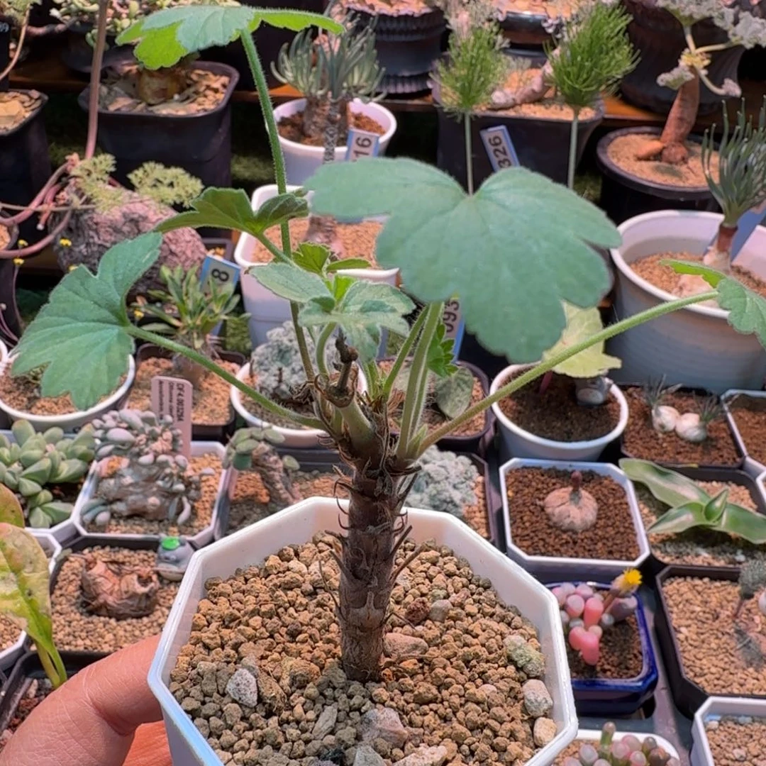 武裂叶洋葵520 仙人掌