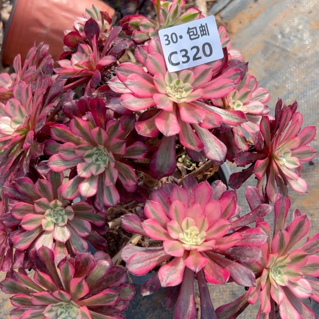 320处理瑕疵多肉法师