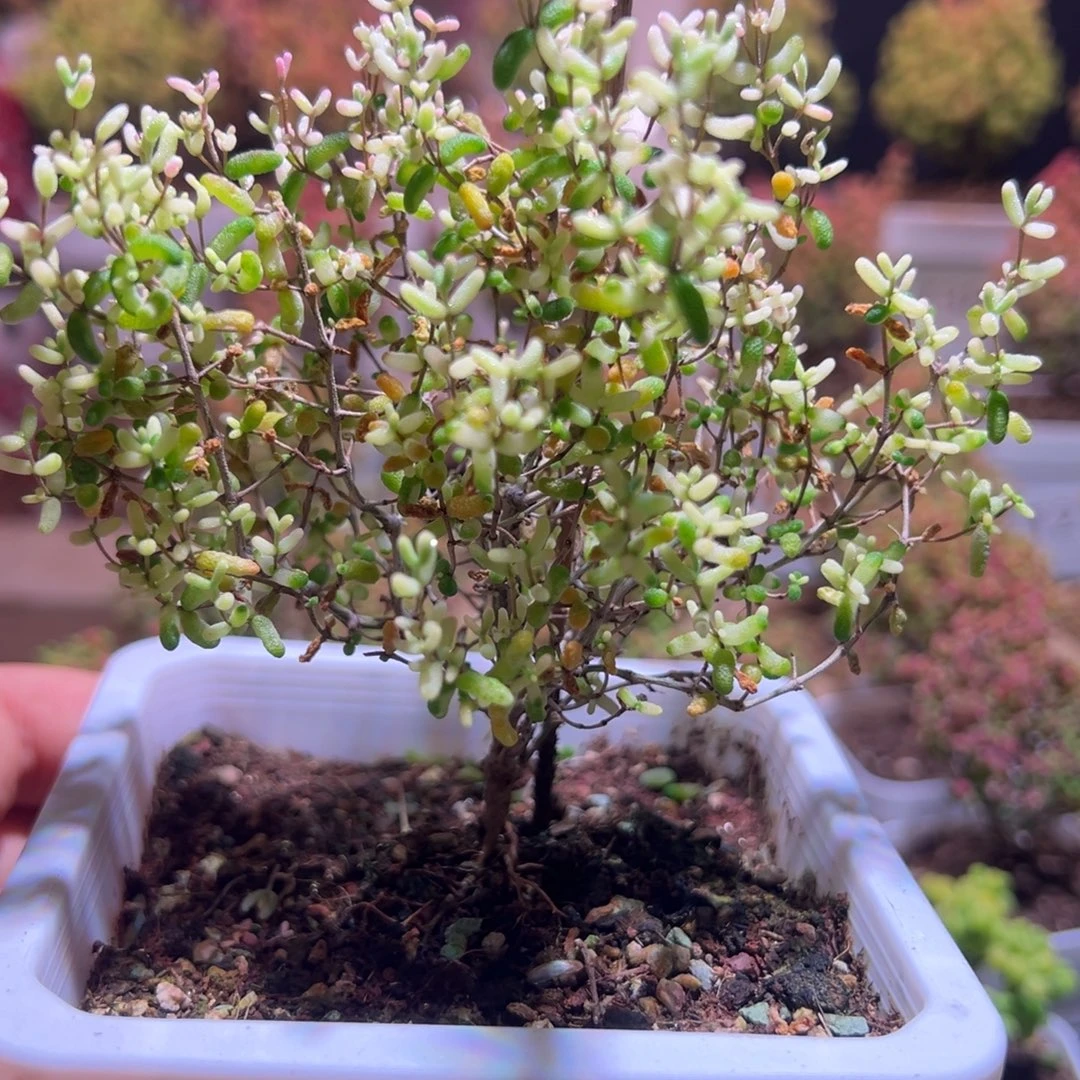 270棉花糖带土发货一物一拍