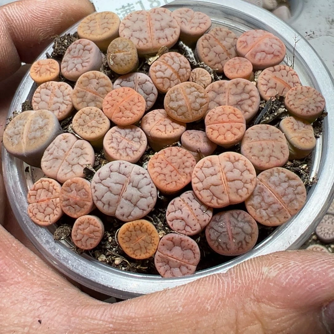 【闪购商品】 1143。