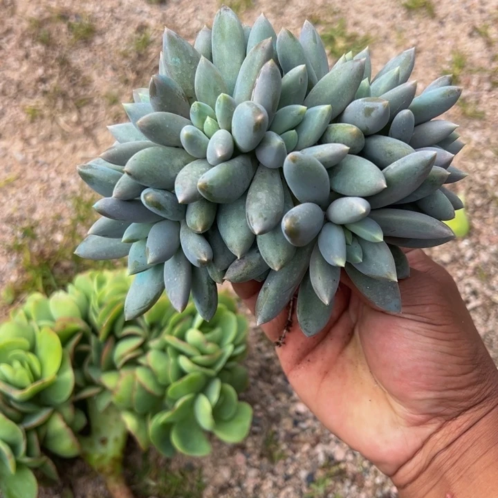 黄胖体哥特朵朵树