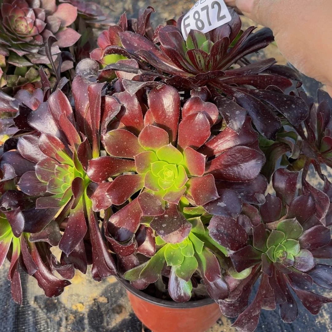 872多肉植物一物一拍