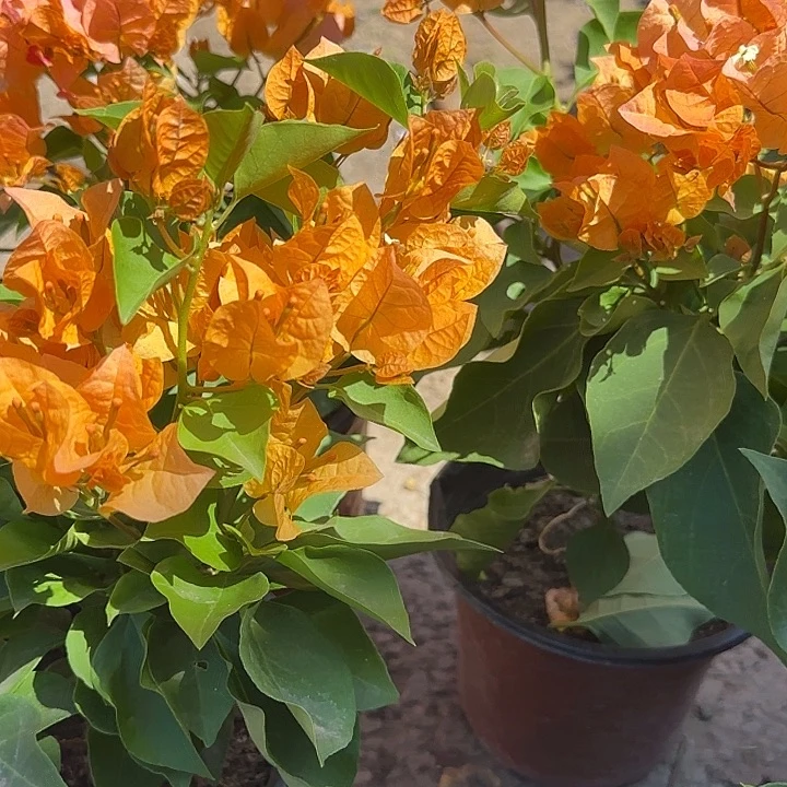 绿叶橙8888888888888888888