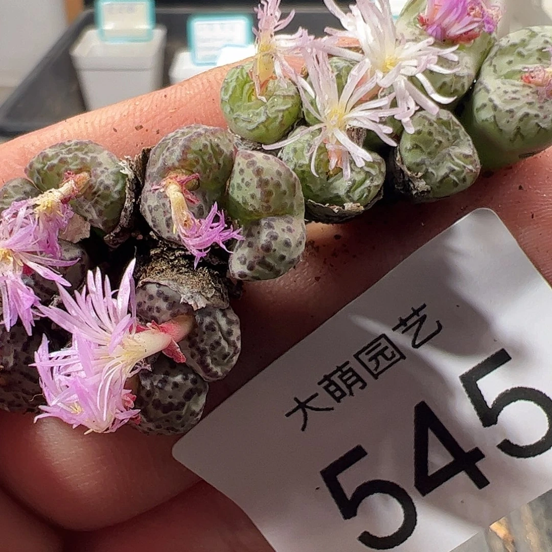 一物一拍香水安贞。  545