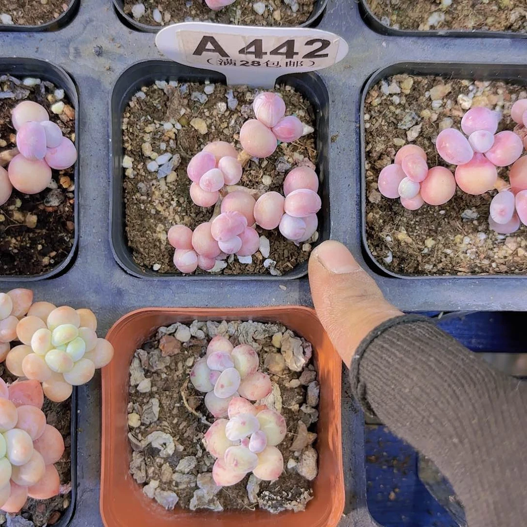 A442糖果桃蛋一物一拍