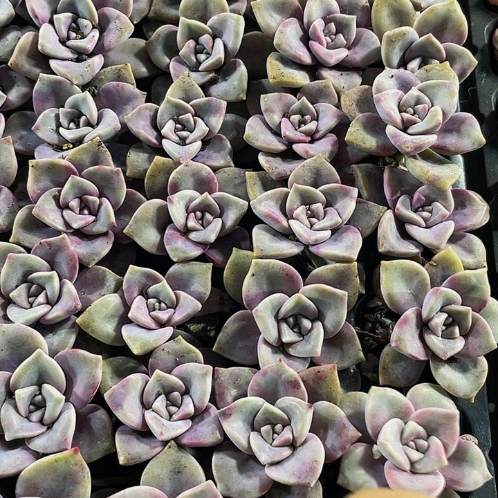 小紫乐1元带土发货