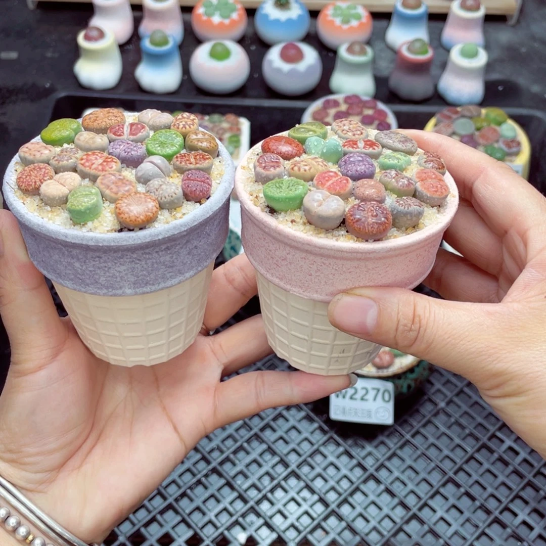 w2272 带盆土发货一物一拍