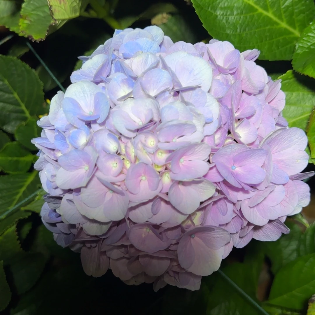 大部分花苞少量开放38