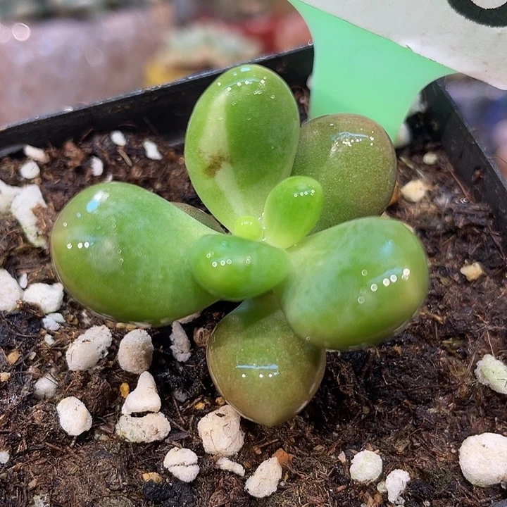芒果瓷白锦056号的啊啊啊啊多肉啊啊