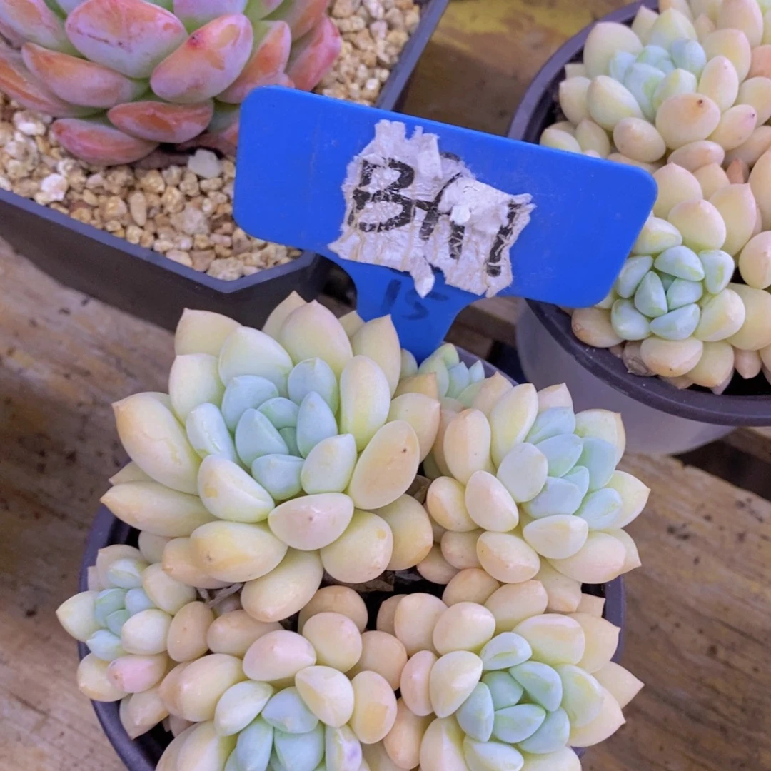 开心多肉，狂欢节2，一单包邮