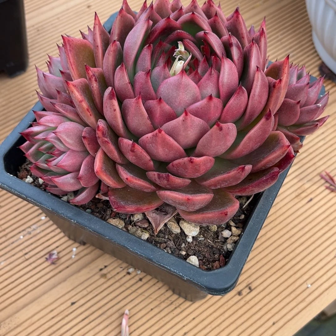 多肉植物多肉植物