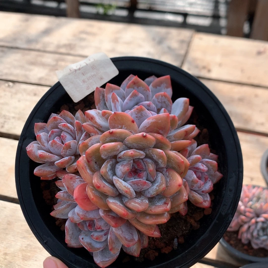 12厘米五头溏心橙 无砍 5215