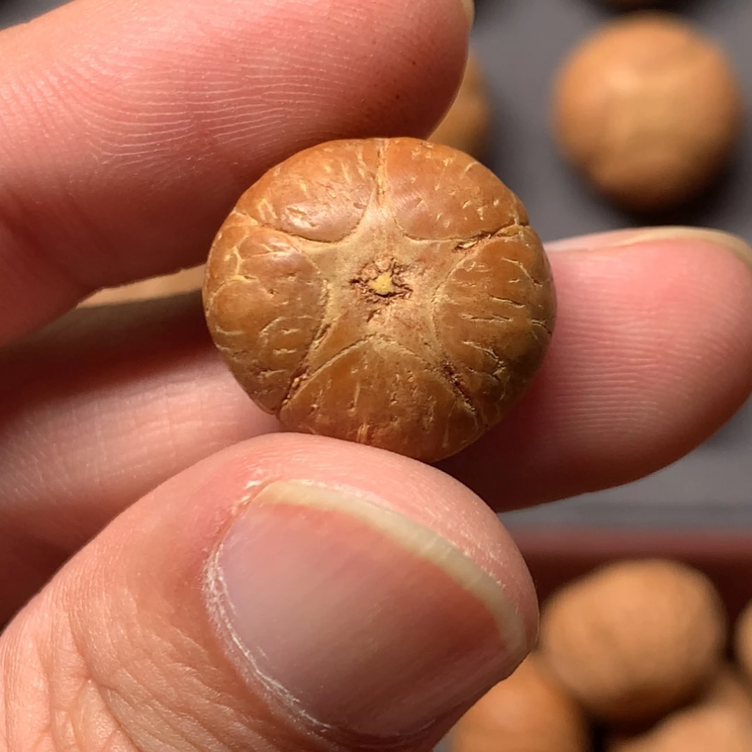 吊坠凤眼菩提18mm尼泊尔五星