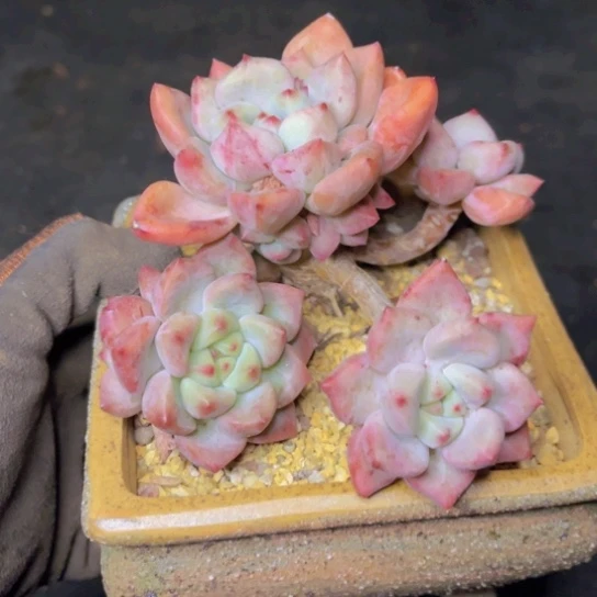 全状态杂交老桩造型