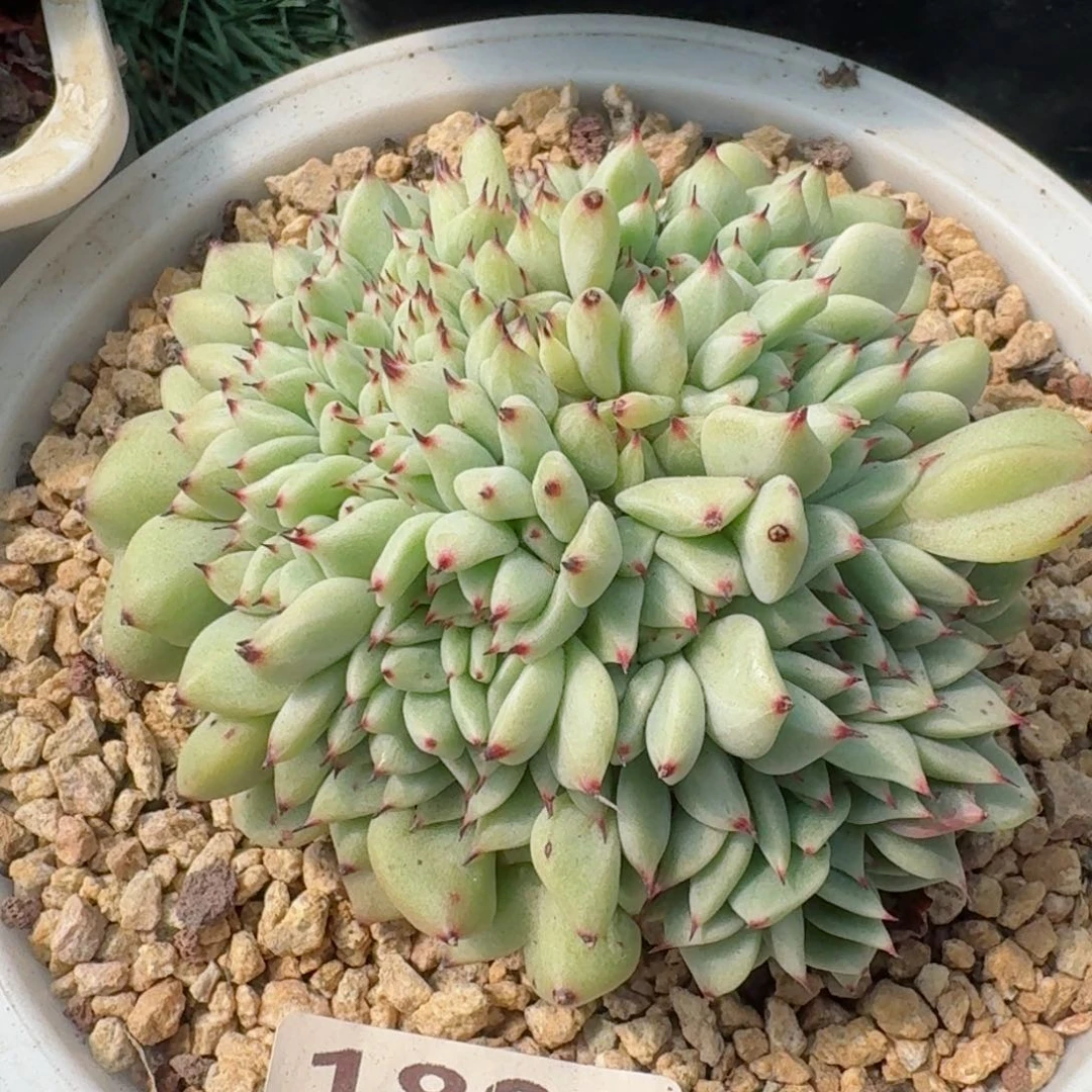 1809一物一拍（满28包邮）