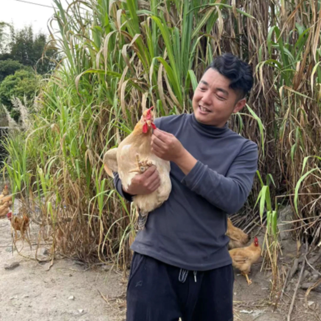 【F范爷专属】山态放养土鸡母鸡 公鸡扇鸡1只 净含量 3斤左右