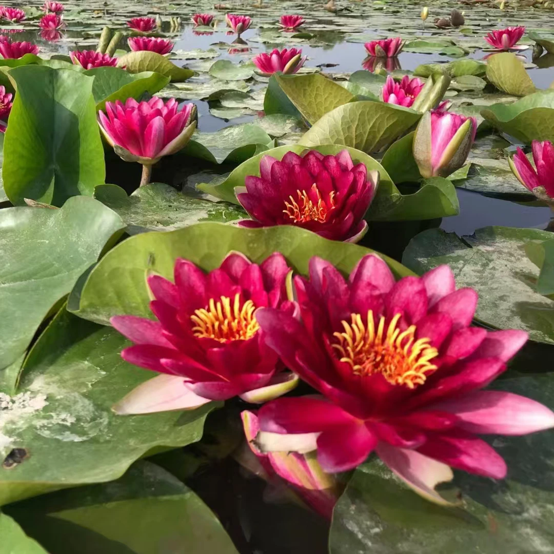 带芽发货重瓣大花睡莲水培植物庭院阳台种植当年开花