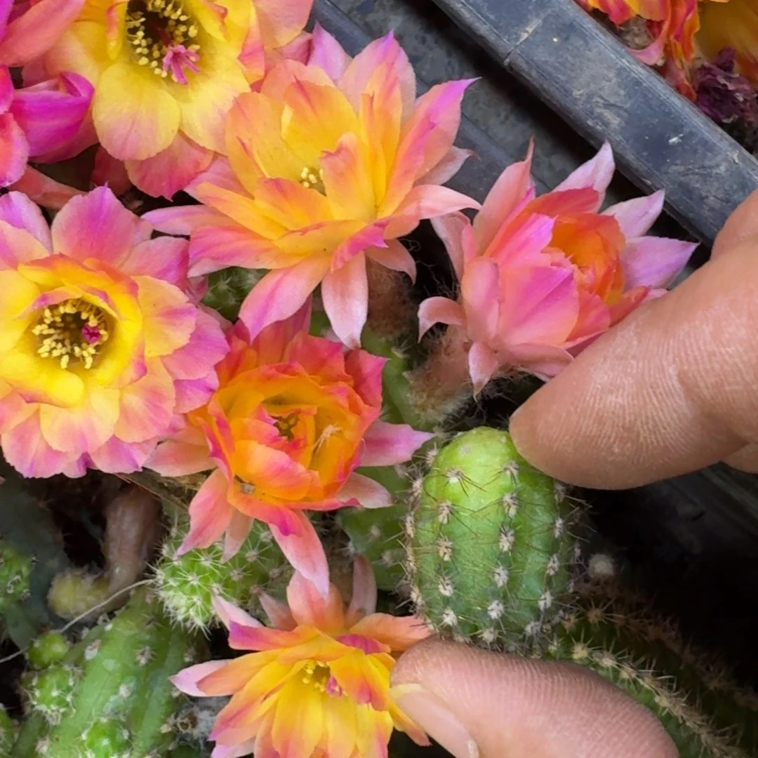 24白檀白12无根侧牙小一个，20包邮