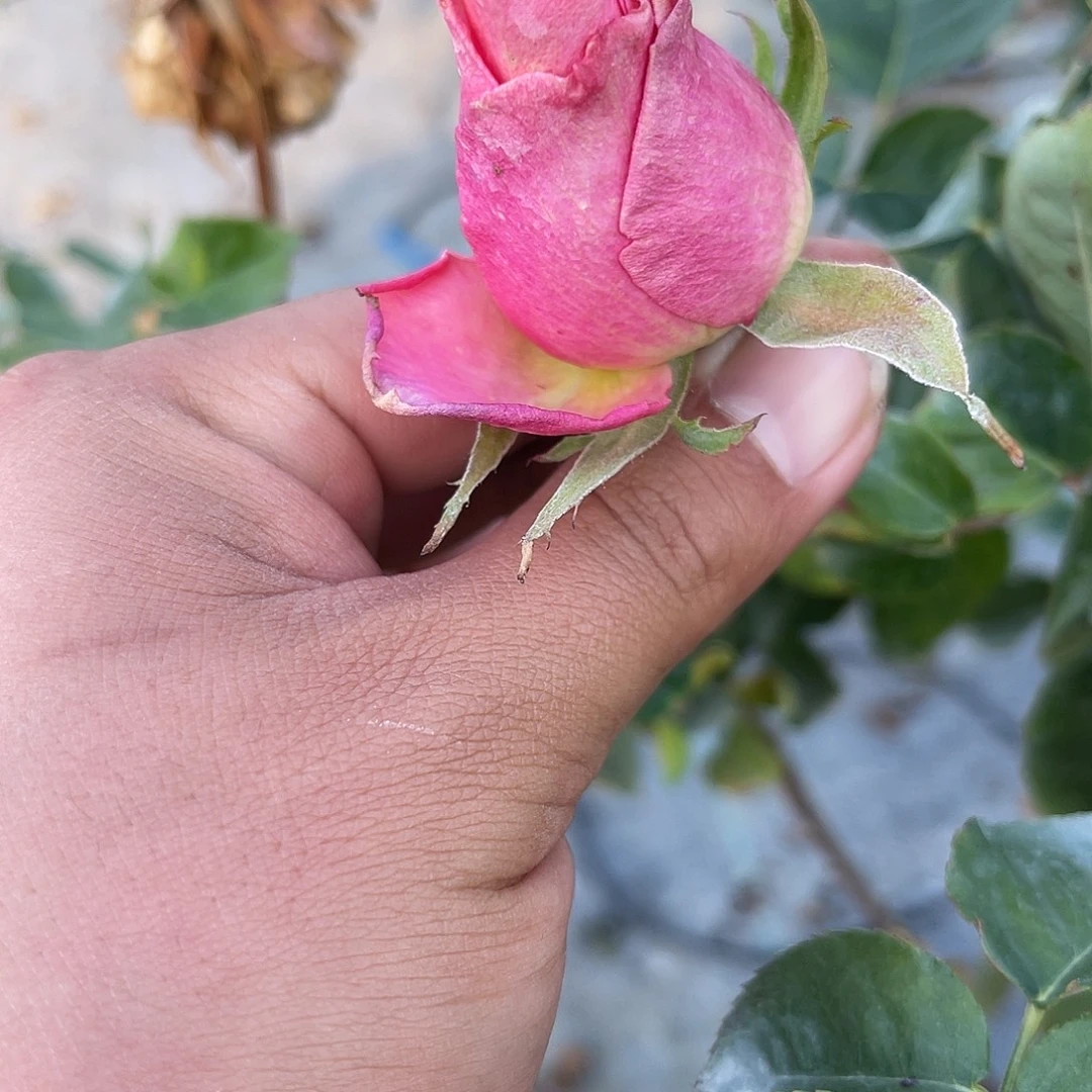 无花朵———测试141 福利款