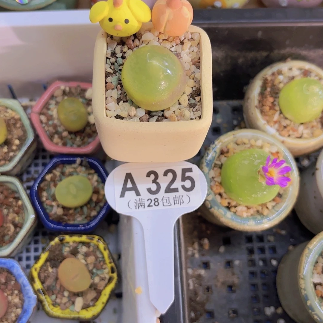 A325灯泡一物一拍