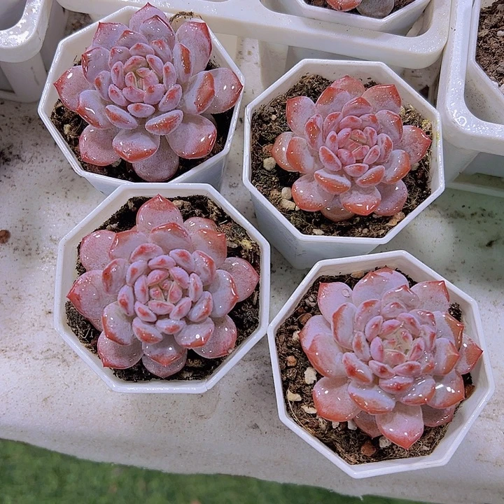 玉芙蓉19包邮多肉植物